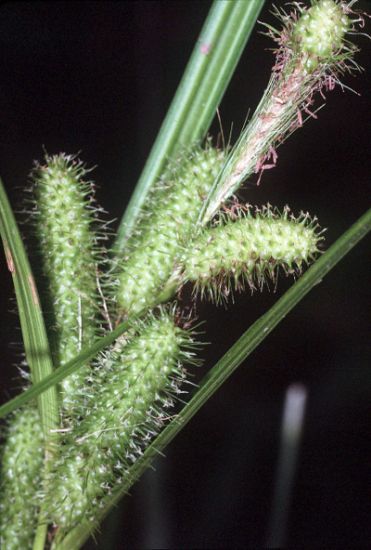 Photo by: Public Domain: Robert H. Mohlenbrock @ USDA-NRCS PLANTS Database / USDA SCS. 1989. Midwest wetland flora: Field office illustrated guide to plant species. Midwest National Technical Center, Lincoln