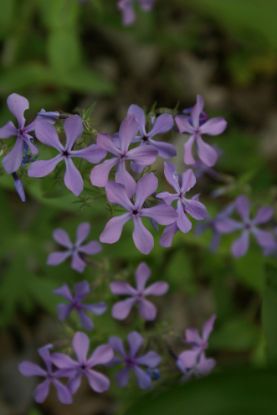 Photo by: Sow Wild Natives