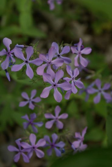 Photo by: Sow Wild Natives