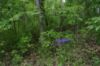 Photo by: Sow Wild Natives