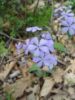 Photo by: Sow Wild Natives