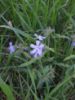 Photo by: Sow Wild Natives