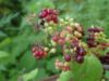 Photo by: Ian Manning-CC BY 4.0