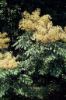 Photo by: James H. Miller & Ted Bodner, Southern Weed Science Society, Bugwood.org-CC BY 3.0