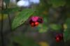 Photo by: Wasrts-CC BY SA 4.0