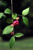 Photo by: James H. Miller & Ted Bodner, Southern Weed Science Society, Bugwood.org-CC BY 3.0