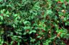 Photo by: James H. Miller & Ted Bodner, Southern Weed Science Society, Bugwood.org-CC BY 3.0