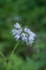 Photo by: Sow Wild Natives