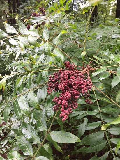 Photo by: NCBioTeacher-CC0 1.0
