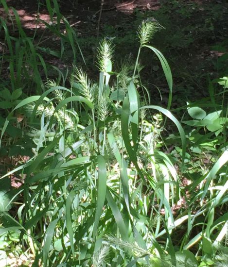 Picture of Early Wild Rye (Elymus macgregorii)