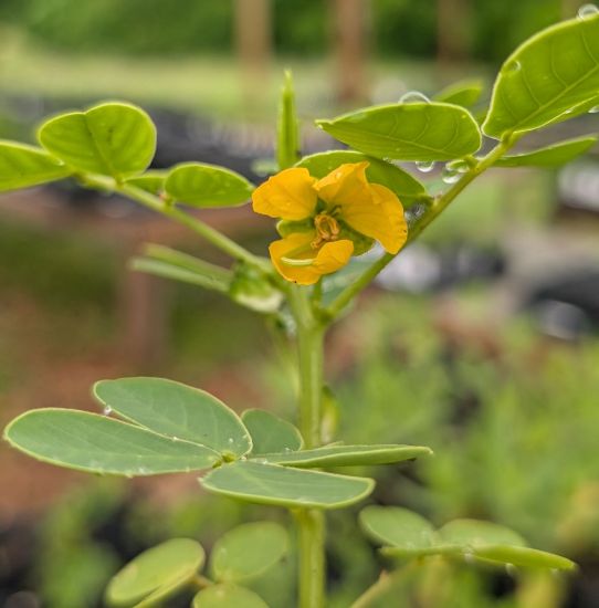 Picture of Sicklepod (Senna obtusifolia)