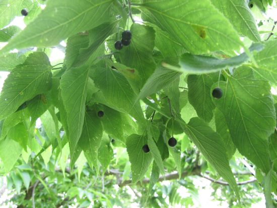 Picture of Hackberry (Celtis occidentalis)