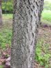 Picture of Hackberry (Celtis occidentalis)