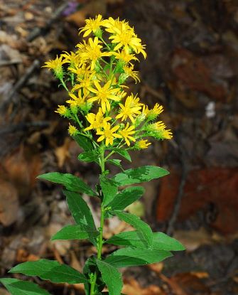 Picture of Downy Goldenrod (Solidago petiolaris)